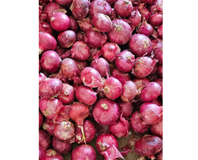 Indian Onion