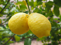 Eureka Lemon