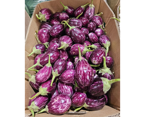 Brinjal
