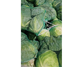 Cabbage