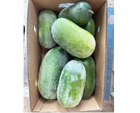 Ash Gourd