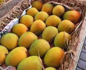 Alphonso Mango