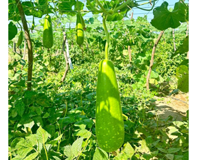 Bottle Gourd — Green