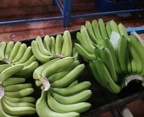 Cavendish Banana — G9