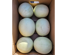 honey-melon-oman