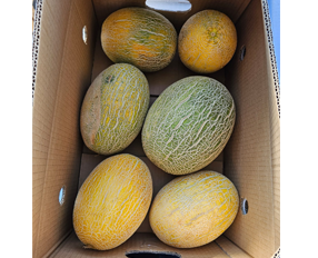sweet-melon-oman