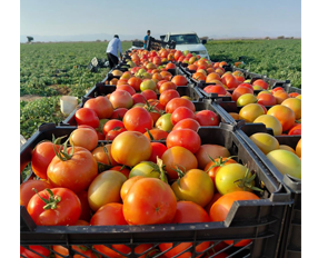 Tomato