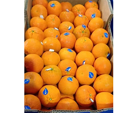 Valencia Orange
