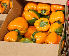 Colour Pepper — Yellow